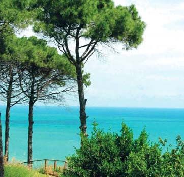 Alberi di pino e vista sul mare turchese sotto un cielo azzurro.