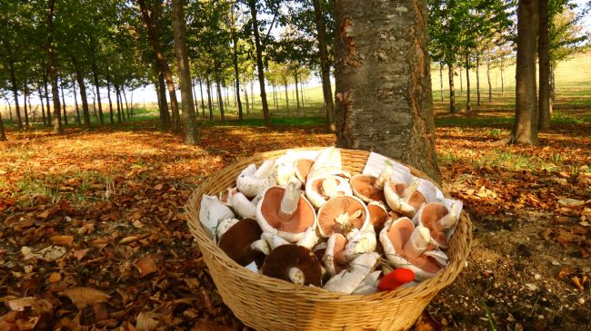 Un cesto di funghi appoggiato contro un albero in una foresta con foglie cadute sul terreno.